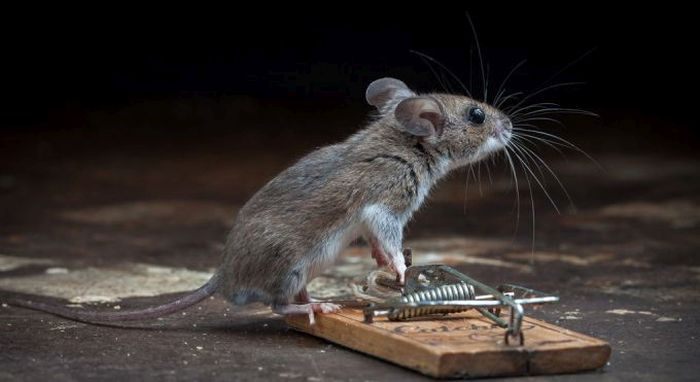 mouse against a mousetrap