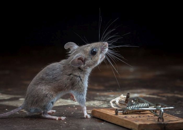 mouse against a mousetrap