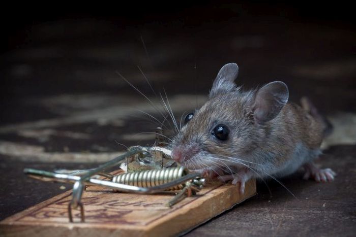 mouse against a mousetrap