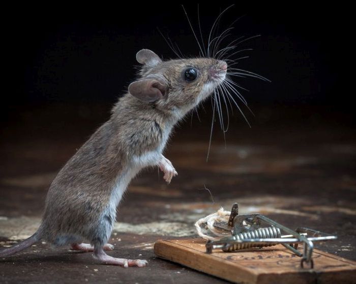 mouse against a mousetrap