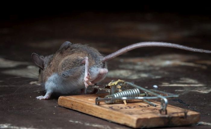 mouse against a mousetrap