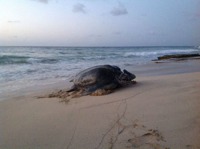 leatherback sea turtle