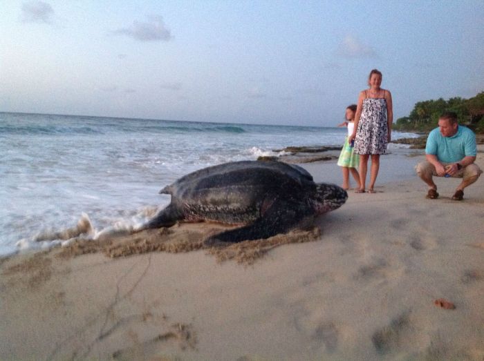 leatherback sea turtle