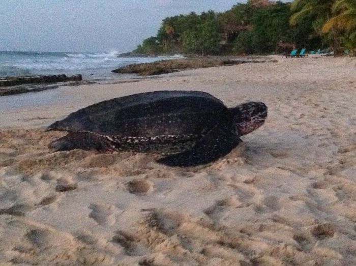 leatherback sea turtle