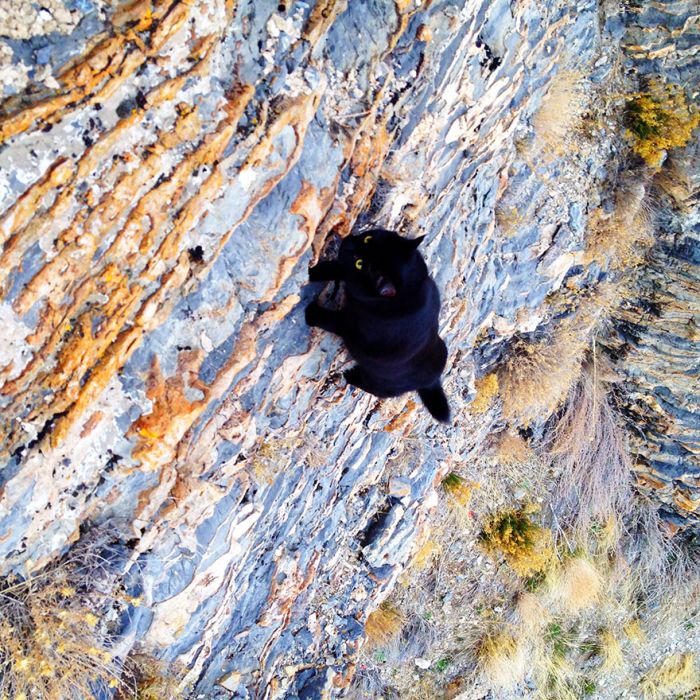 cat climbs mountains and desert treks