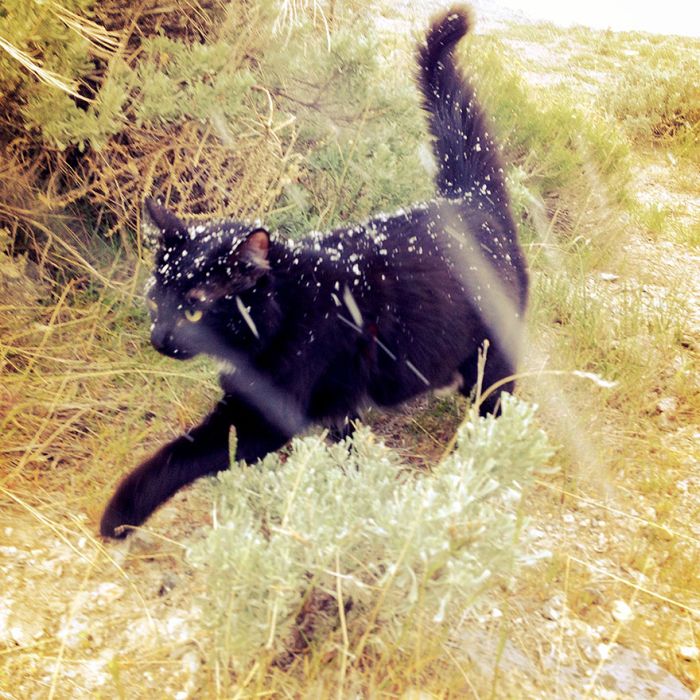 cat climbs mountains and desert treks