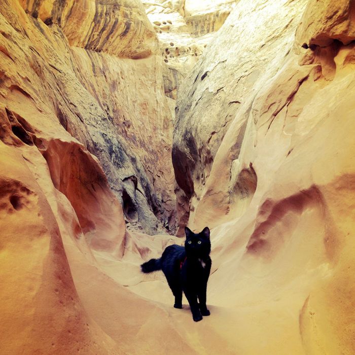 cat climbs mountains and desert treks