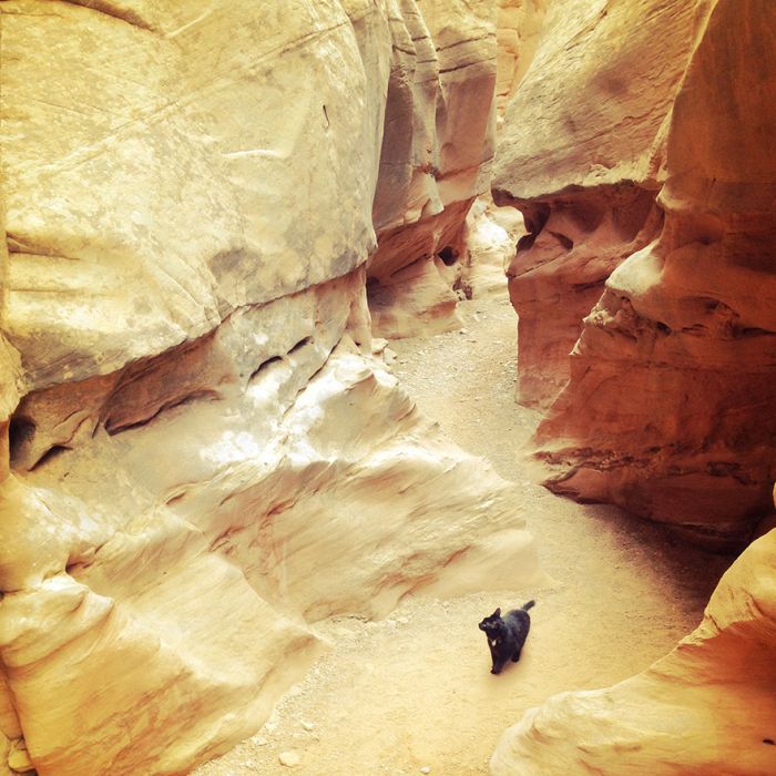 cat climbs mountains and desert treks