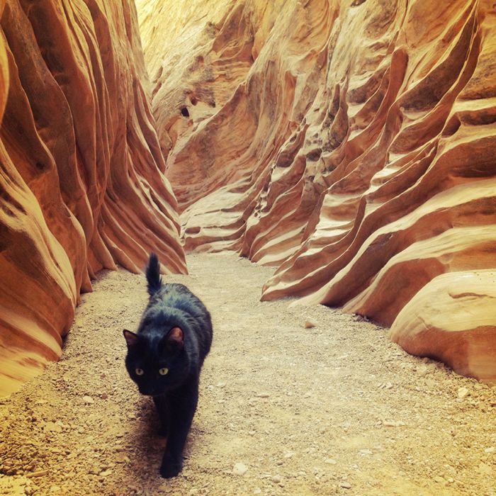 cat climbs mountains and desert treks