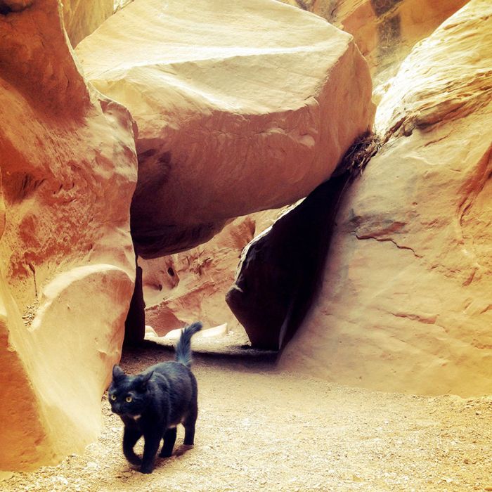 cat climbs mountains and desert treks