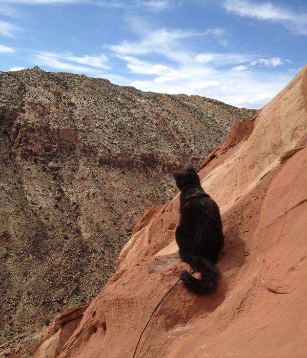 cat climbs mountains and desert treks