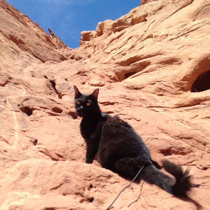 cat climbs mountains and desert treks