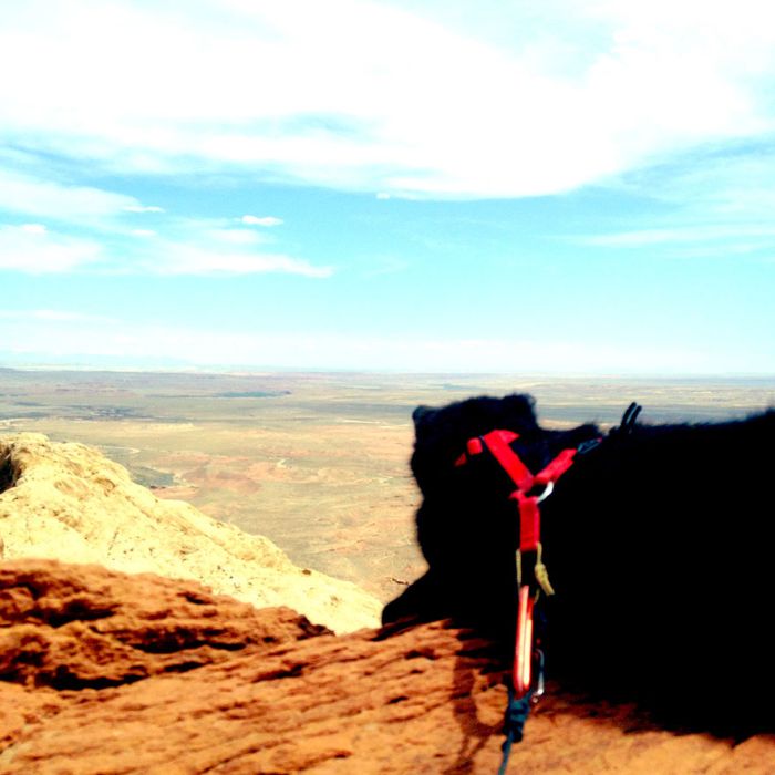 cat climbs mountains and desert treks