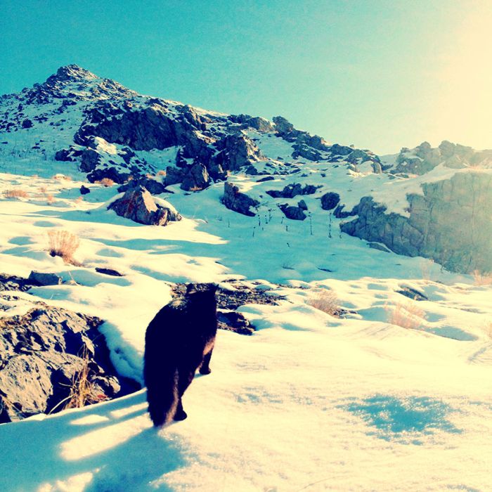 cat climbs mountains and desert treks