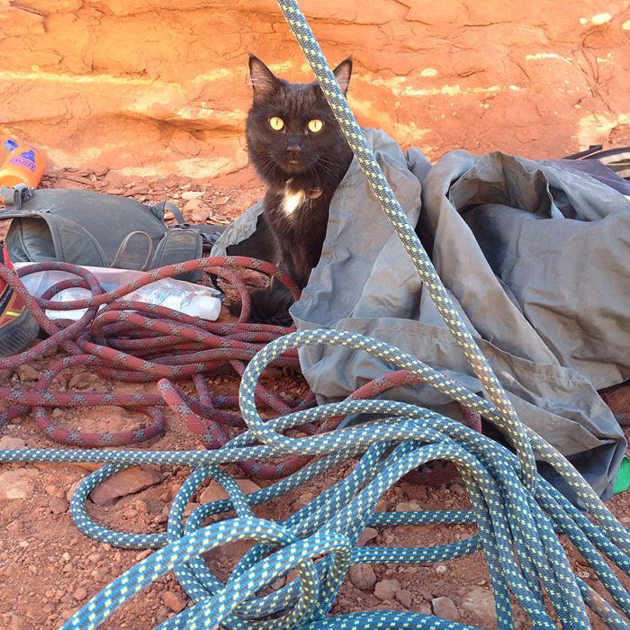 cat climbs mountains and desert treks