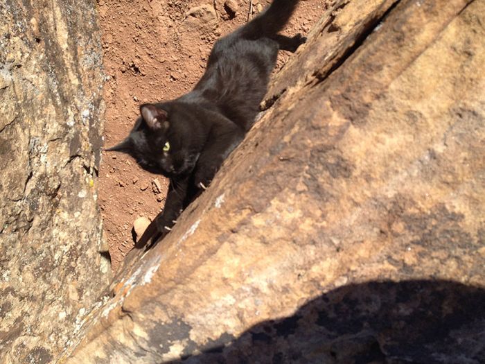 cat climbs mountains and desert treks