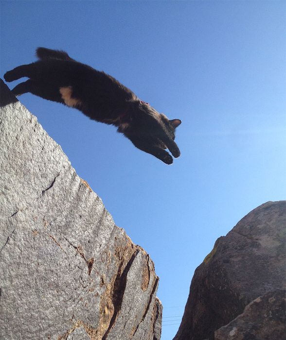 cat climbs mountains and desert treks