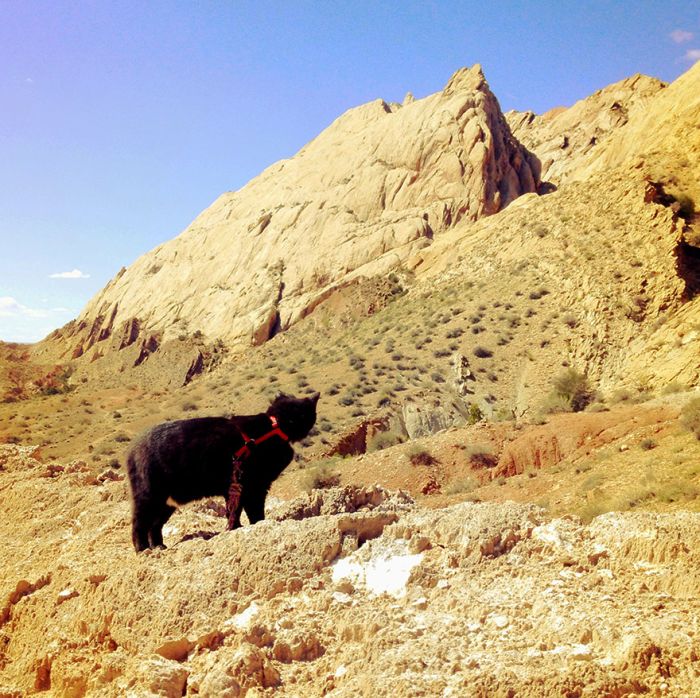 cat climbs mountains and desert treks