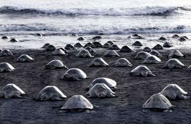 arribadas, pacific olive ridley sea turtles synchronised nesting