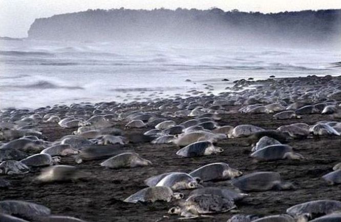 arribadas, pacific olive ridley sea turtles synchronised nesting