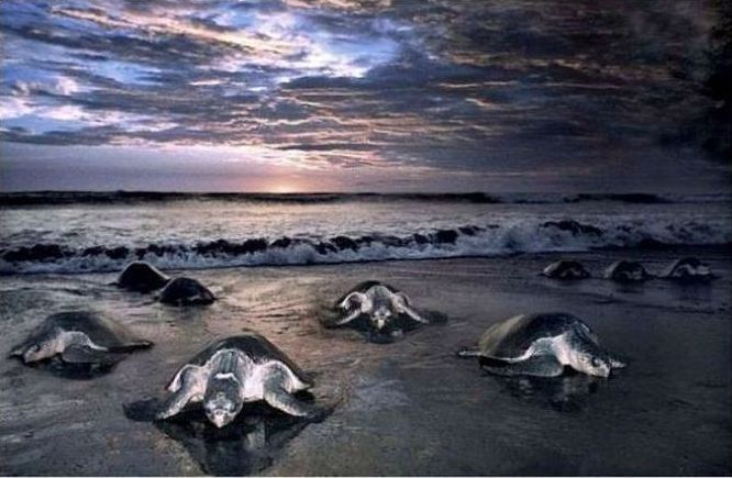 arribadas, pacific olive ridley sea turtles synchronised nesting