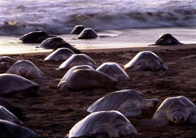 arribadas, pacific olive ridley sea turtles synchronised nesting