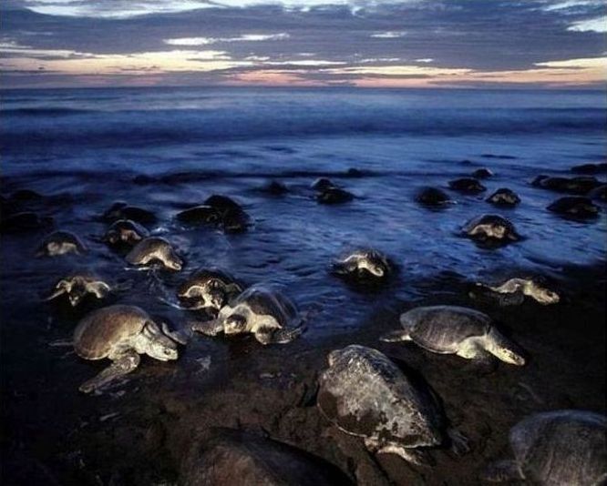 arribadas, pacific olive ridley sea turtles synchronised nesting