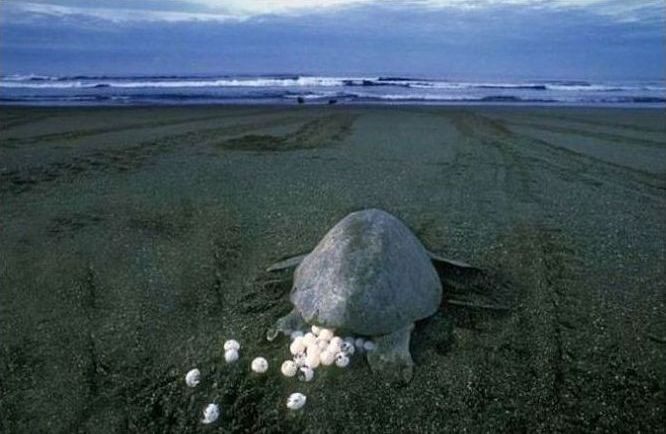 arribadas, pacific olive ridley sea turtles synchronised nesting
