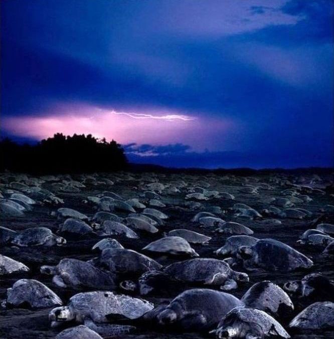 arribadas, pacific olive ridley sea turtles synchronised nesting