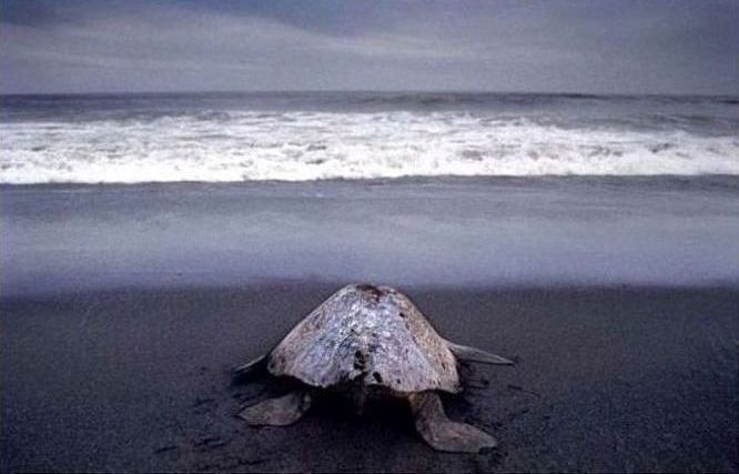 arribadas, pacific olive ridley sea turtles synchronised nesting