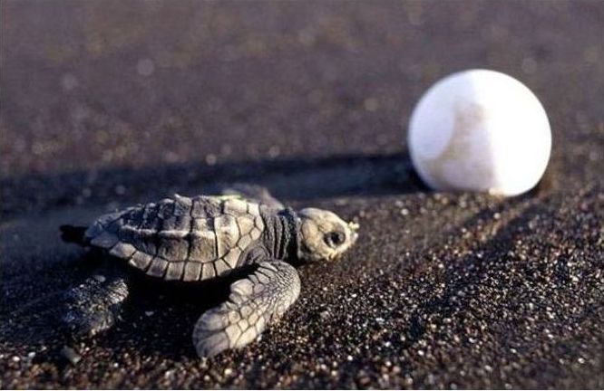 arribadas, pacific olive ridley sea turtles synchronised nesting