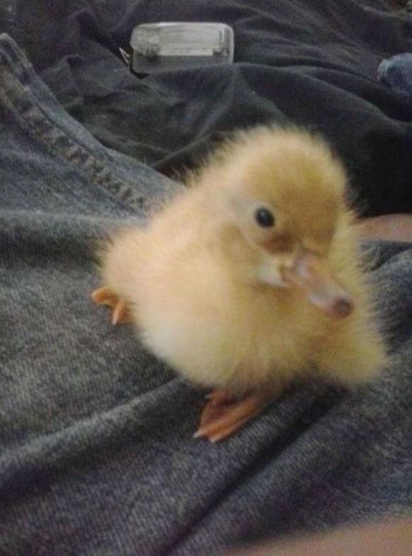 baby duckling growing