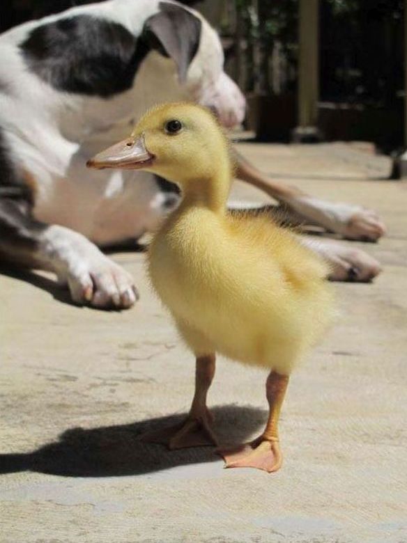 baby duckling growing