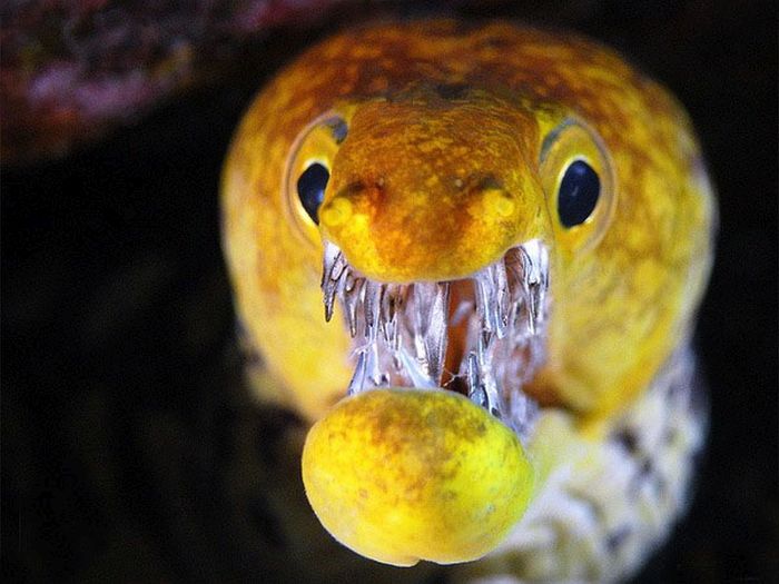 moray eel