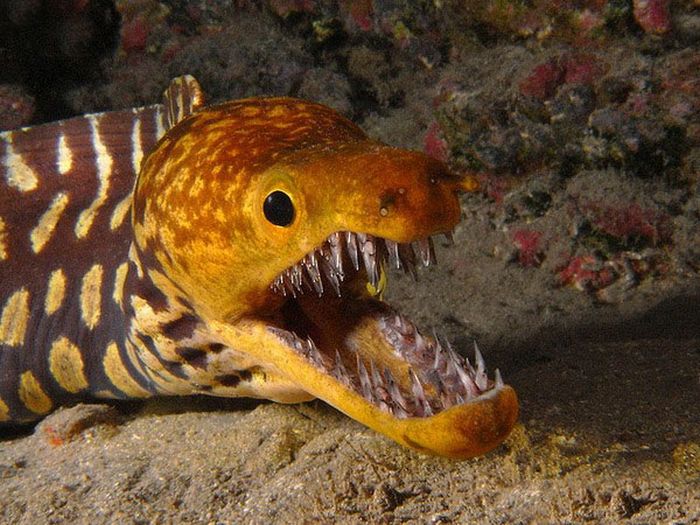 moray eel