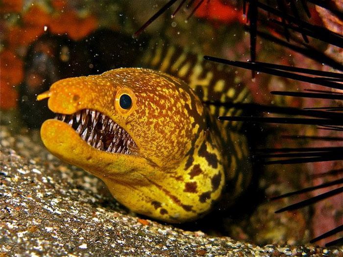 moray eel