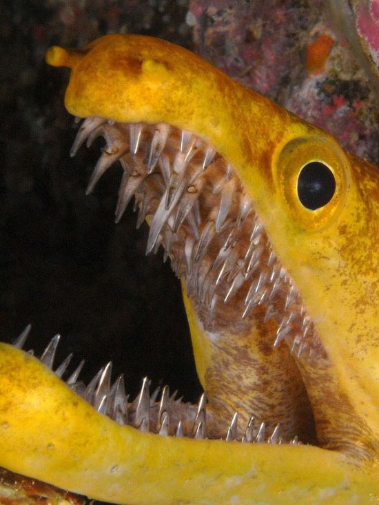 moray eel