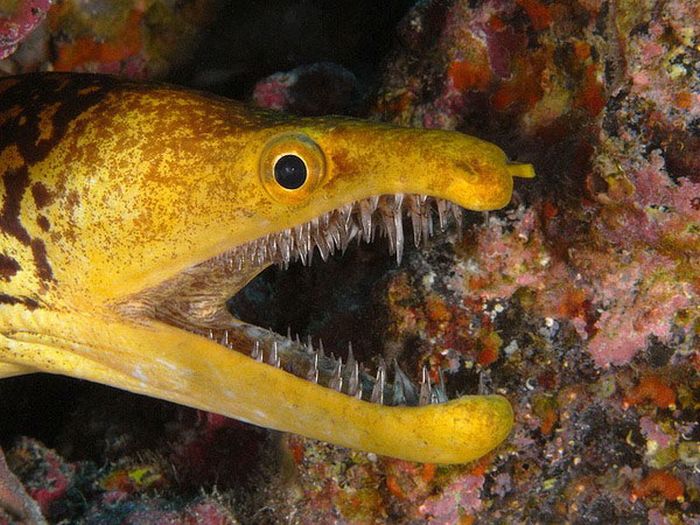 moray eel