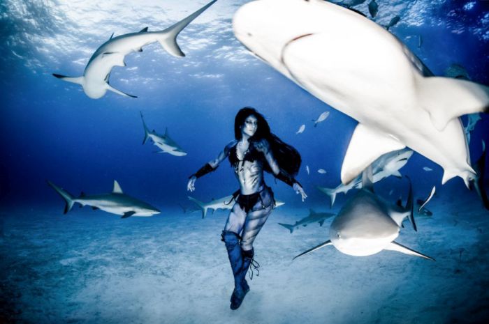 shark underwater photography