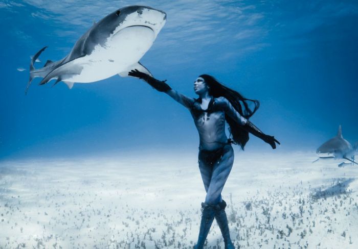 shark underwater photography