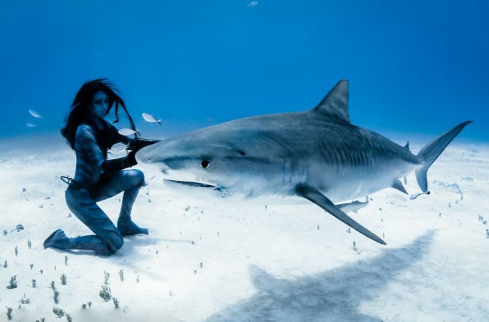 shark underwater photography