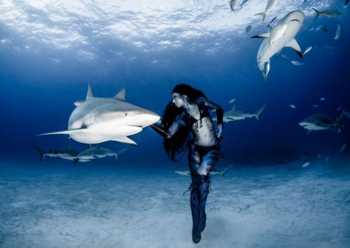 shark underwater photography