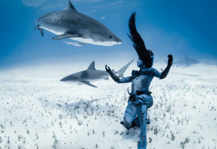 shark underwater photography