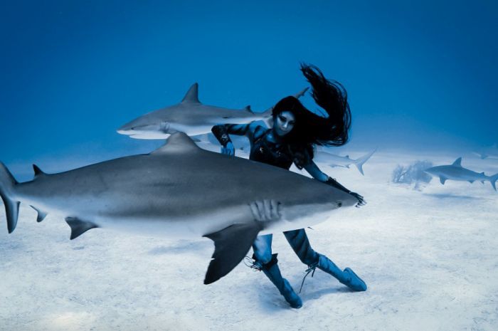 shark underwater photography