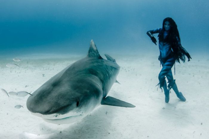 shark underwater photography