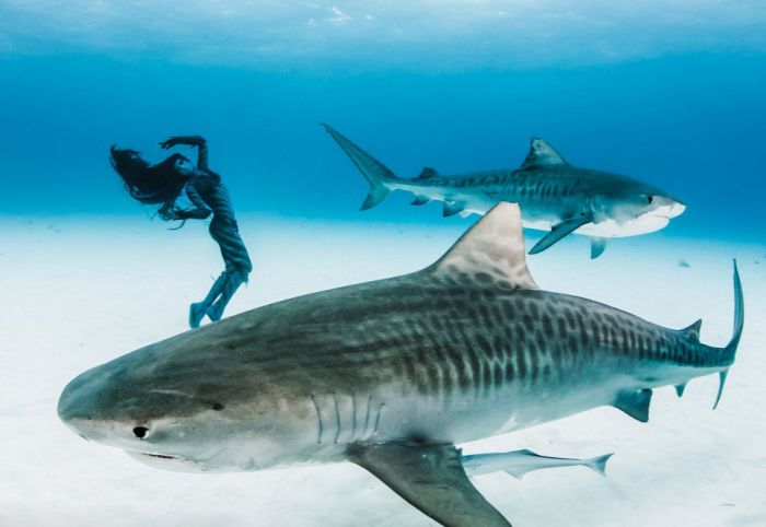 shark underwater photography