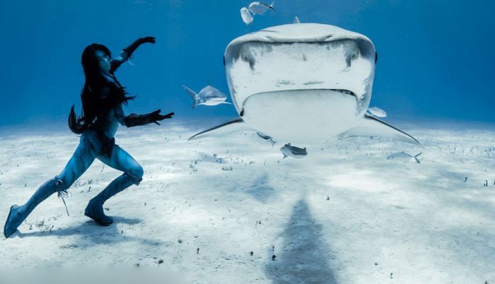 shark underwater photography