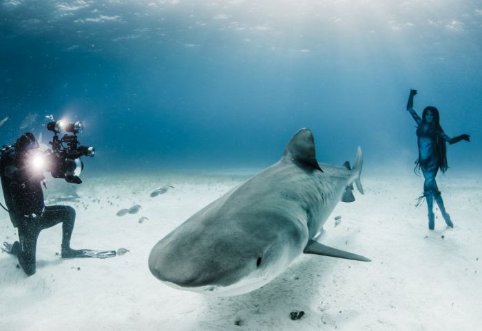 shark underwater photography