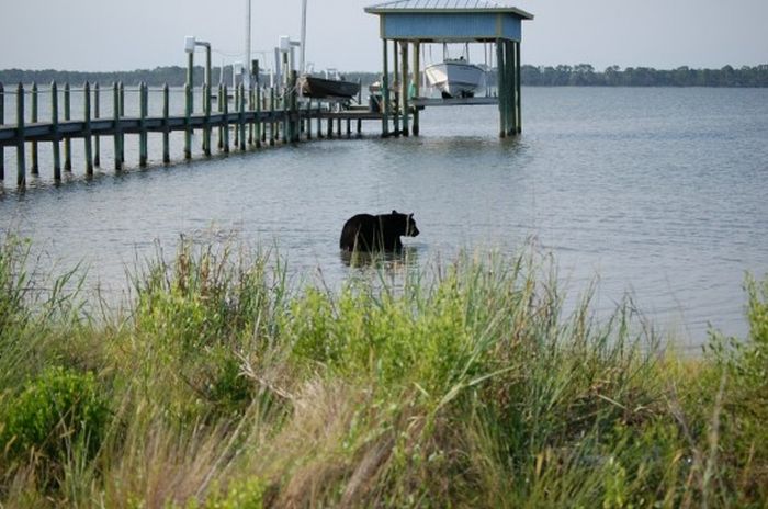 saving a bear from drowning