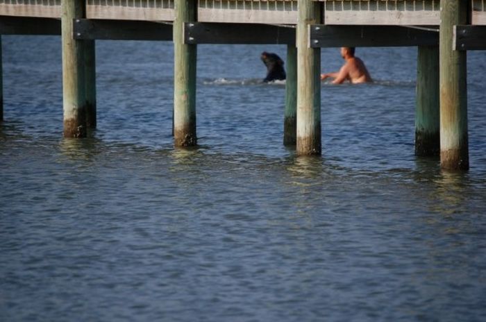 saving a bear from drowning